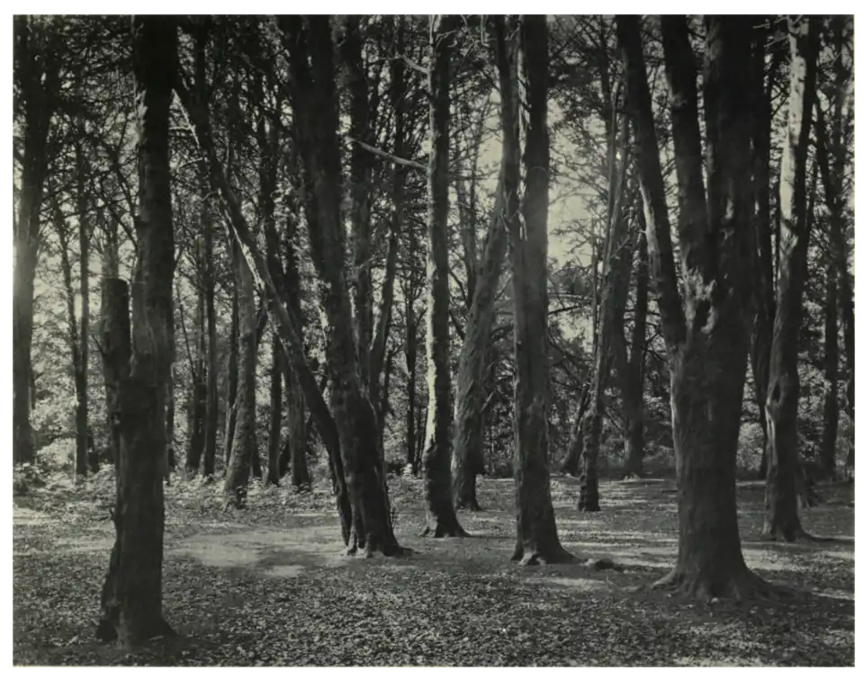 Plate 33: Yew Grove at Midhurst