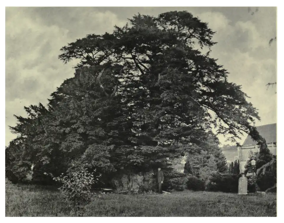 Plate 35: Yew at Tisbury