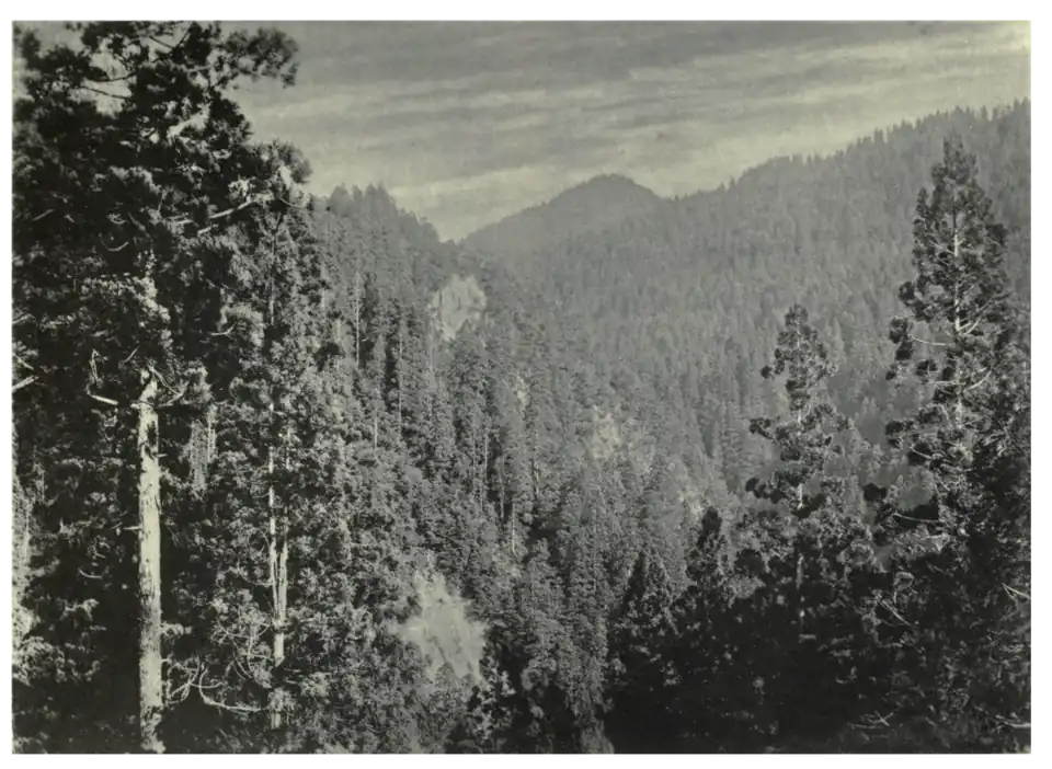 Plate 38: Cryptomeria Forest in North Japan