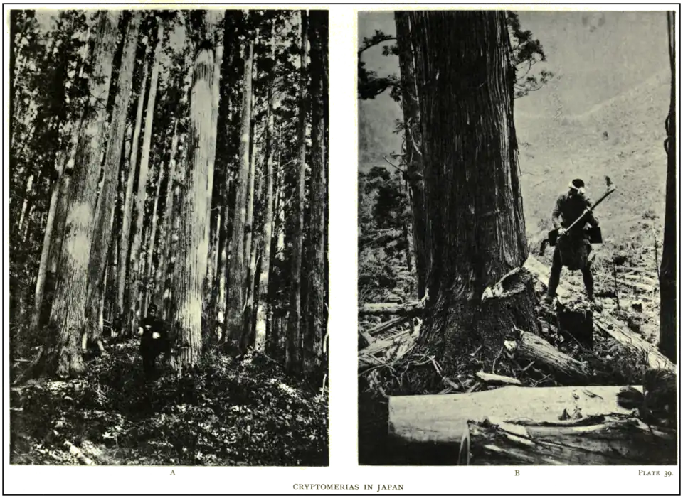 Plate 39: Cryptomerias in Japan