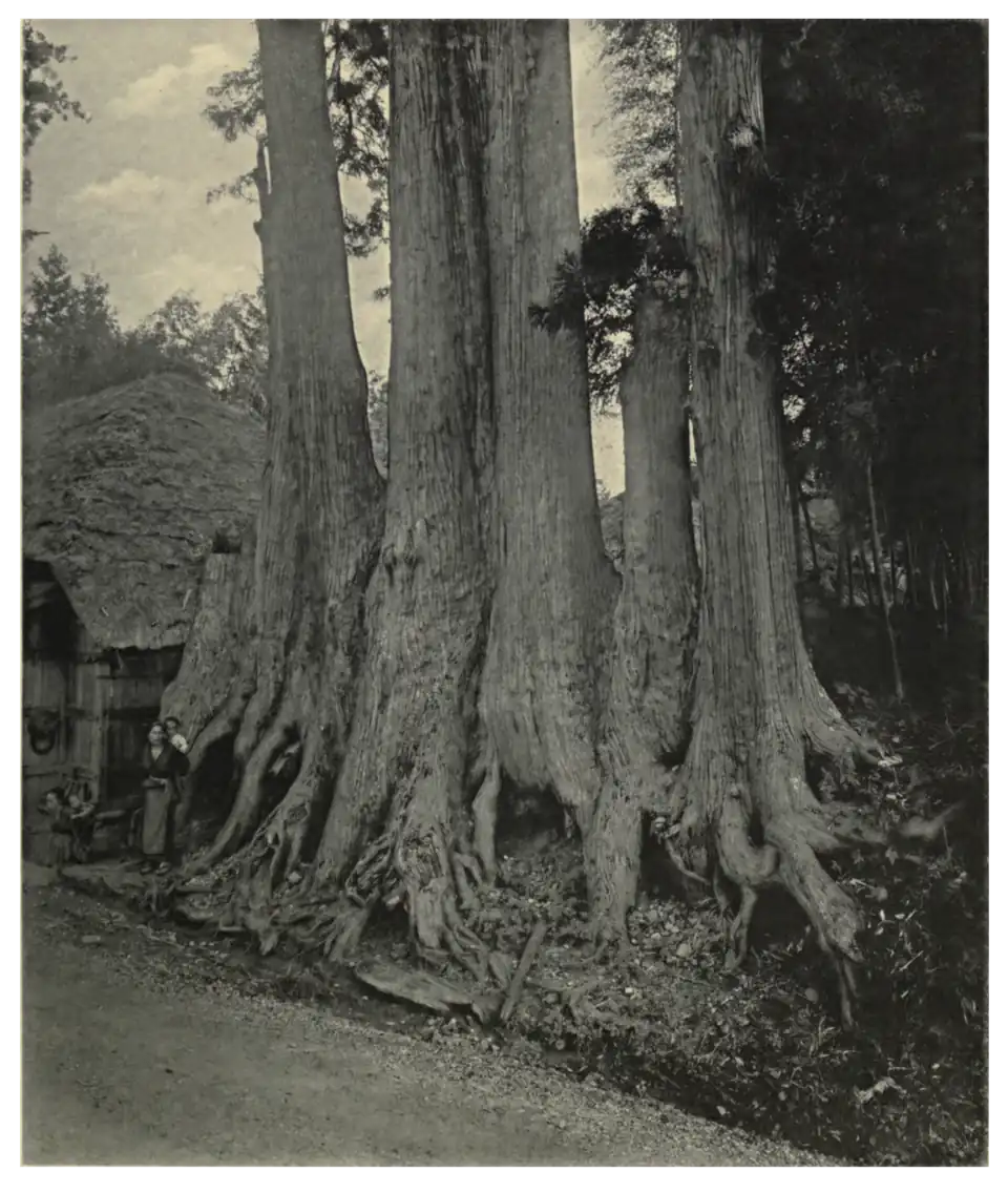 Plate 40: Cryptomerias at Imaichi
