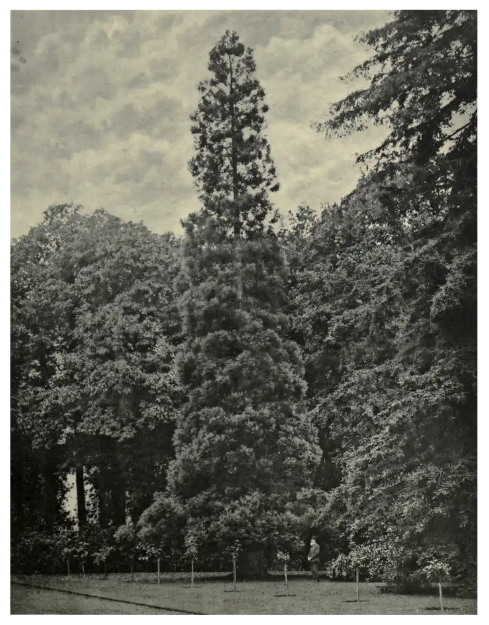 Plate 42: Cryptomeria at Hemsted