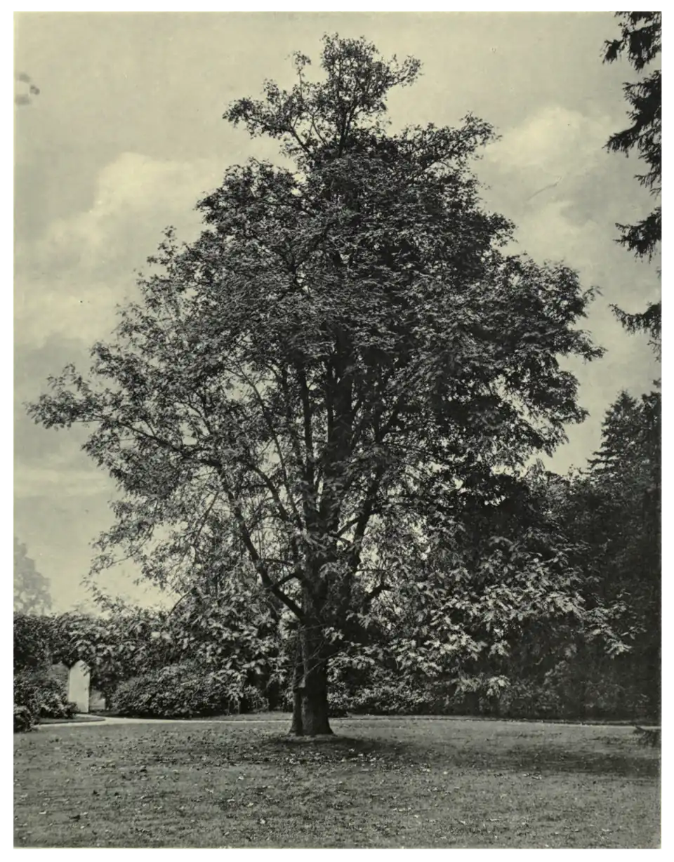 Plate 46: Sorb Tree at Arley