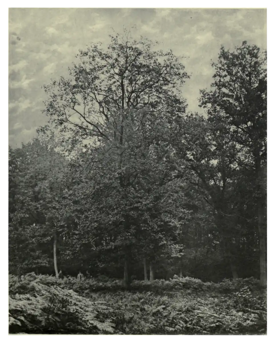 Plate 47: Service Tree at Tortworth