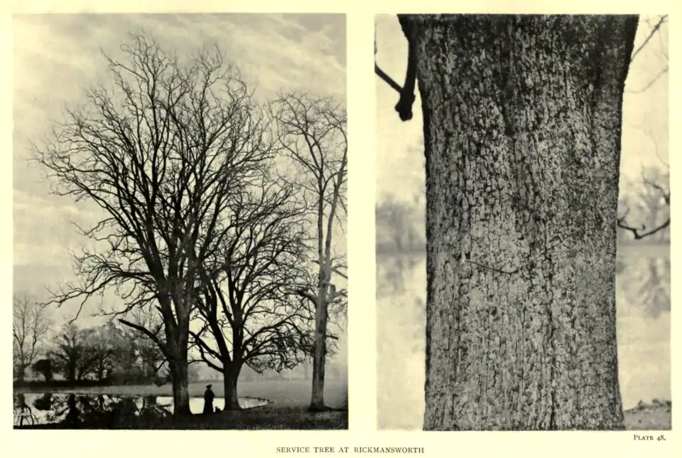 Plate 48: Service Tree at Rickmansworth