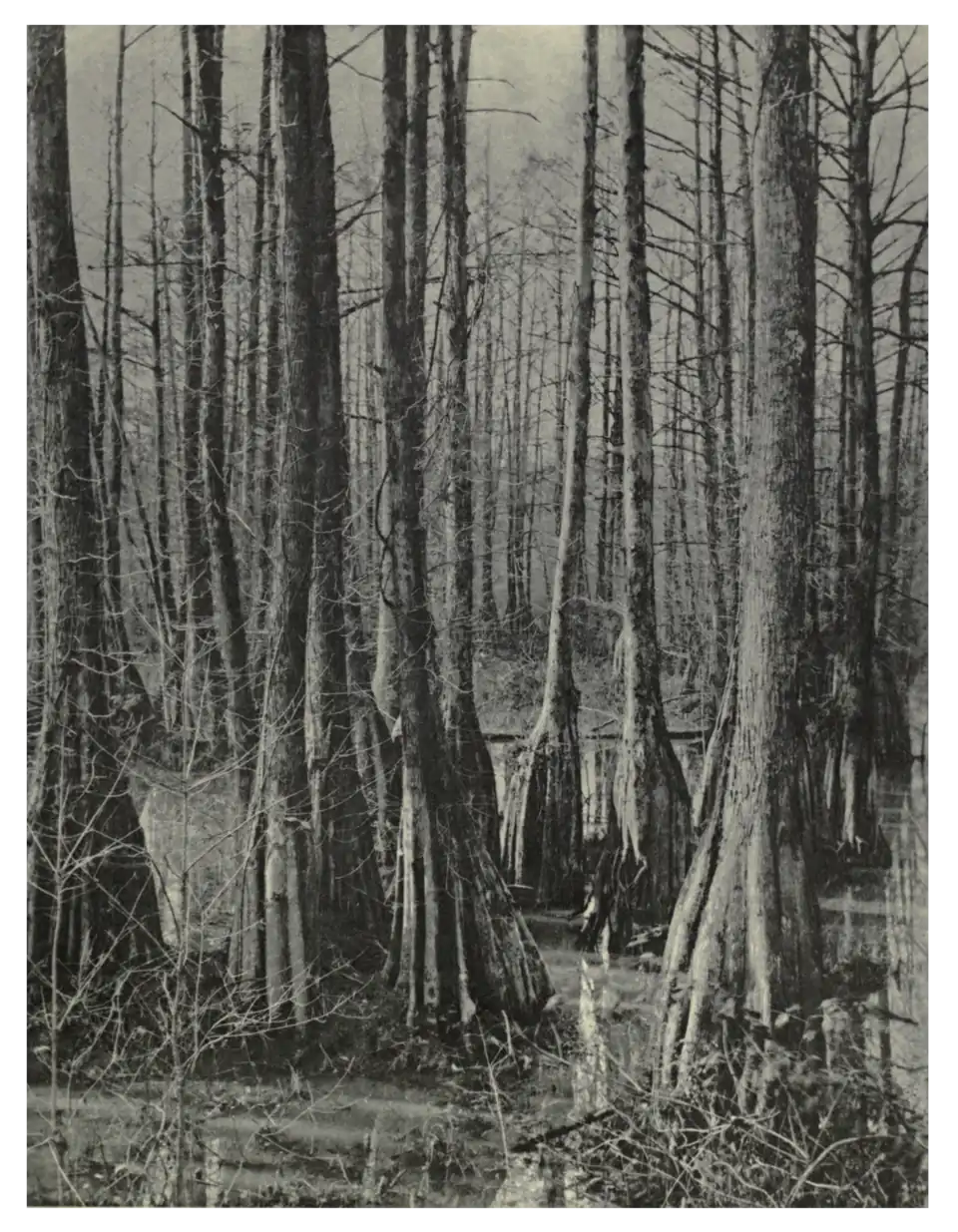 Plate 53: Cypress Swamp in North Carolina