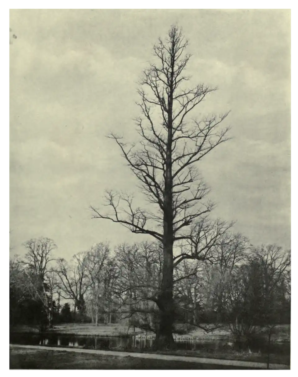 Plate 54: Decidious Cypress at Syon