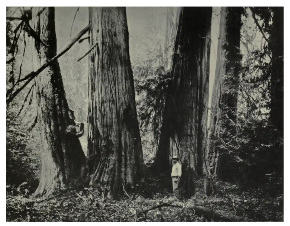 Plate 56: Giant Thuya in Vancouver's Island