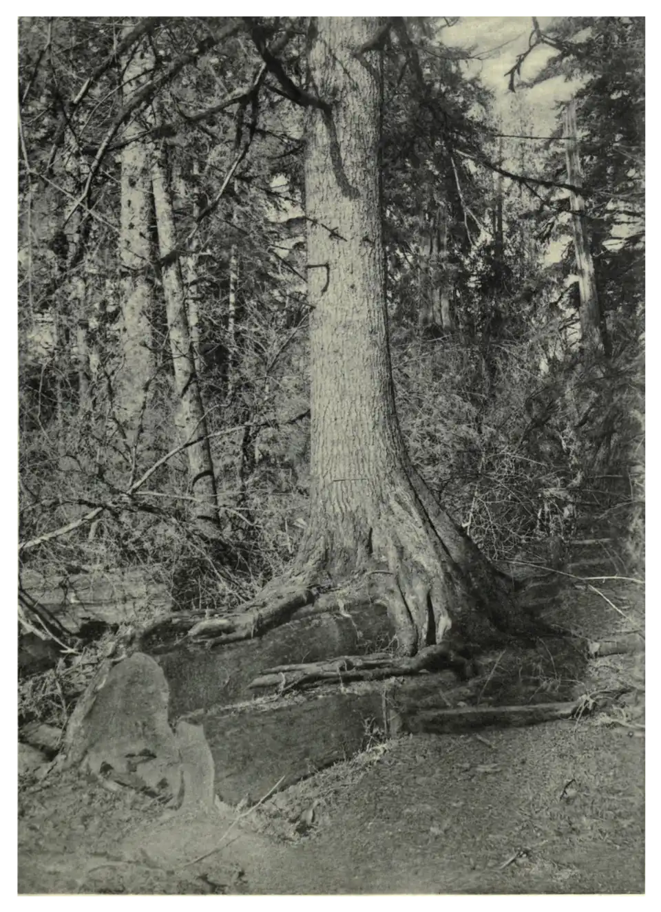 Plate 59: Western Hemlock growing on a fallen log of Giant Thuya in America