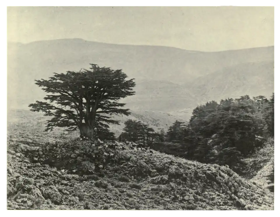 Plate 127: Cedar on Mount Lebanon