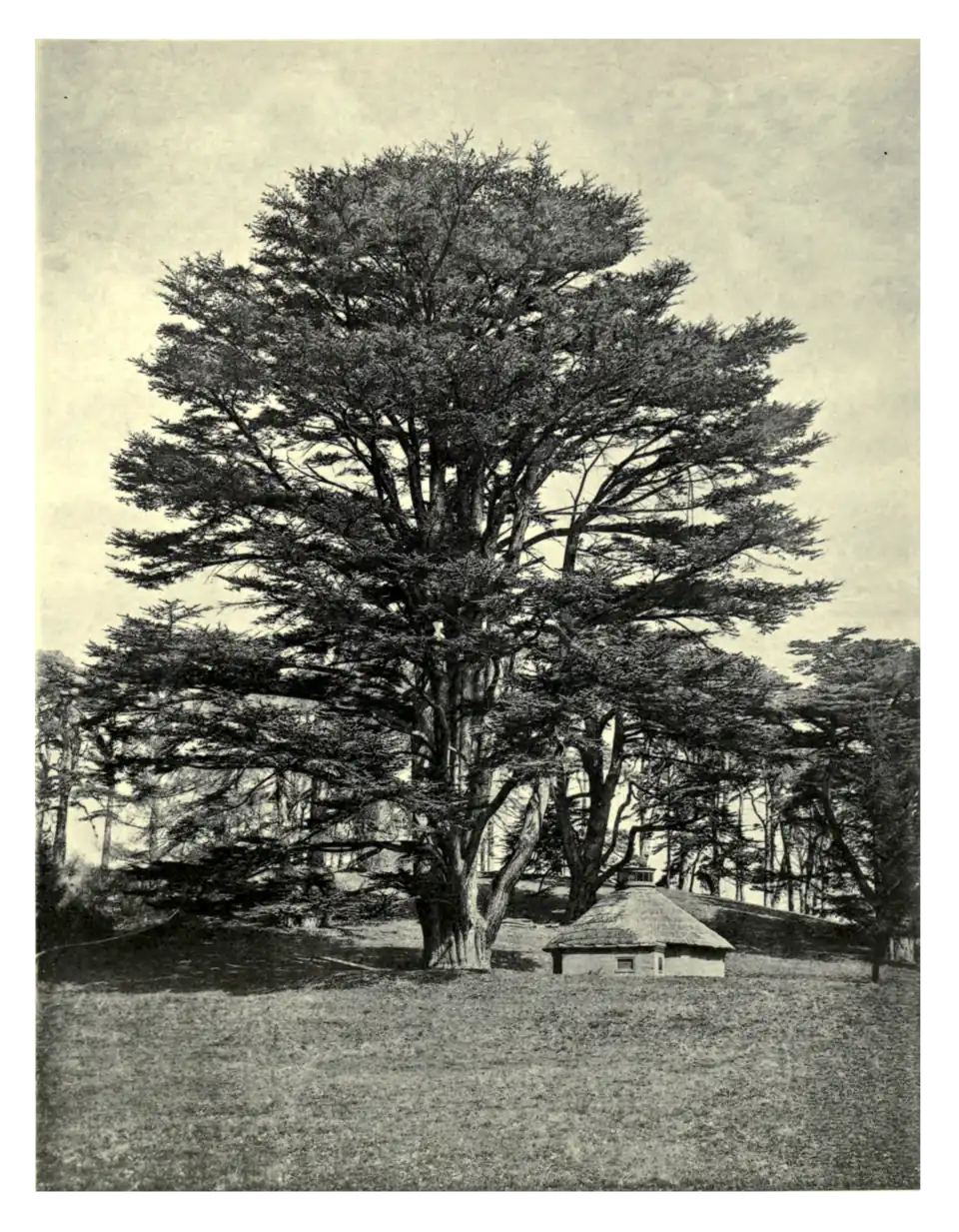 Plate 128: Lebanon Cedar at Painshill