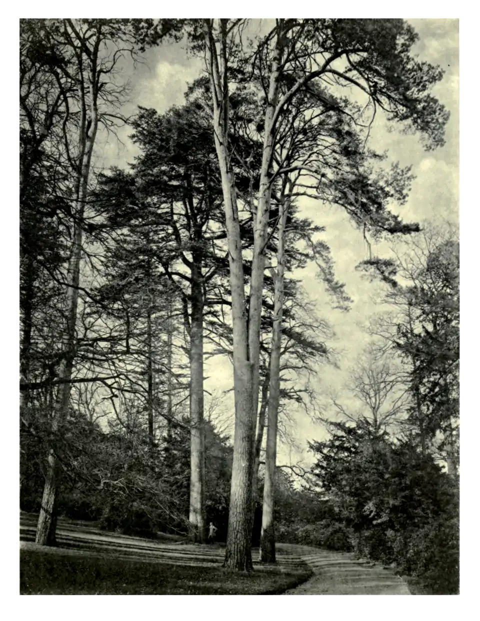 Plate 131: Lebanon Cedar at Petworth