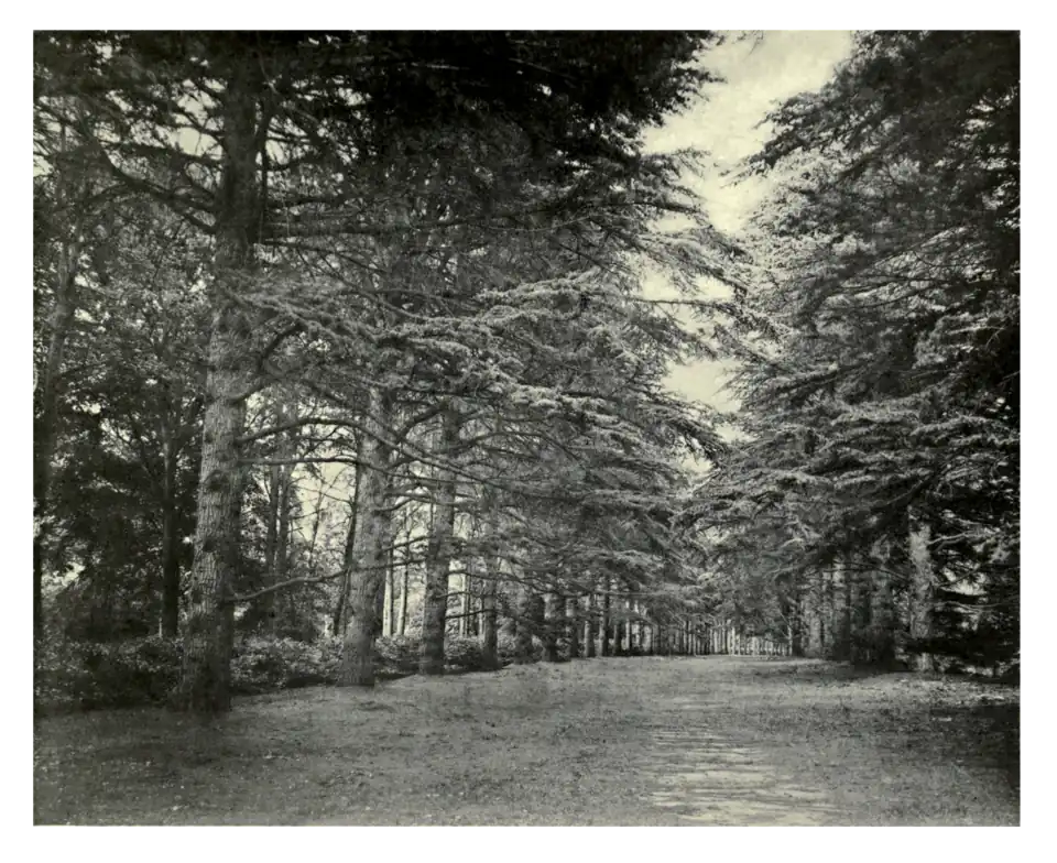 Plate 135: Cedar Avenue at Dropmore