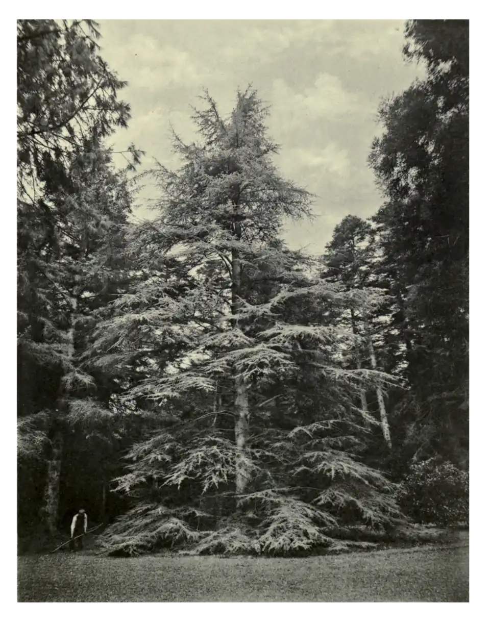 Plate 138: Algerian Cedar at Fota