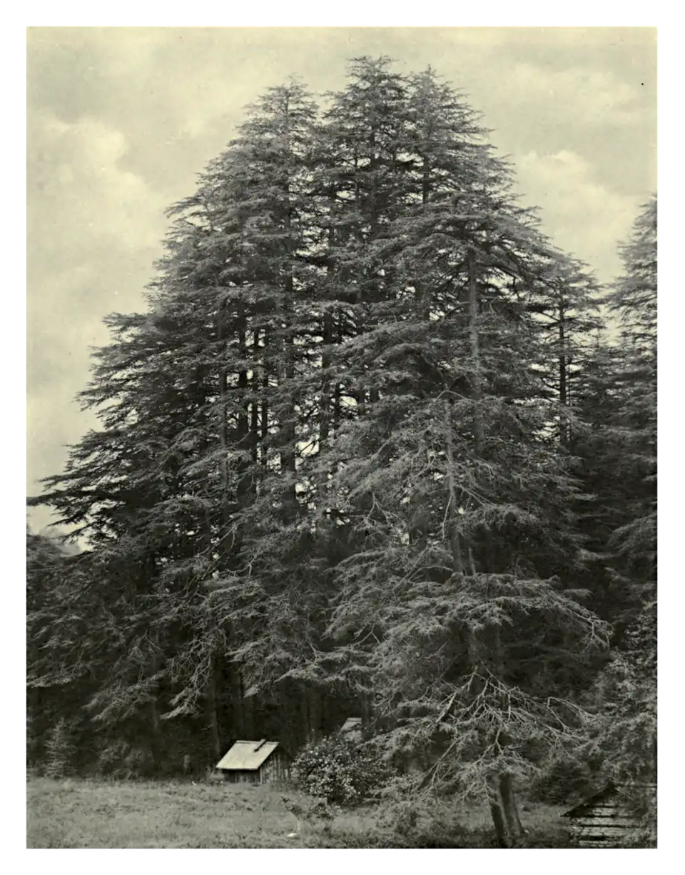 Plate 139: Deodars in the Himalaya