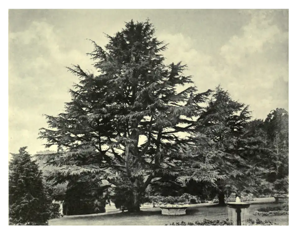 Plate 140: Deodar at Bicton