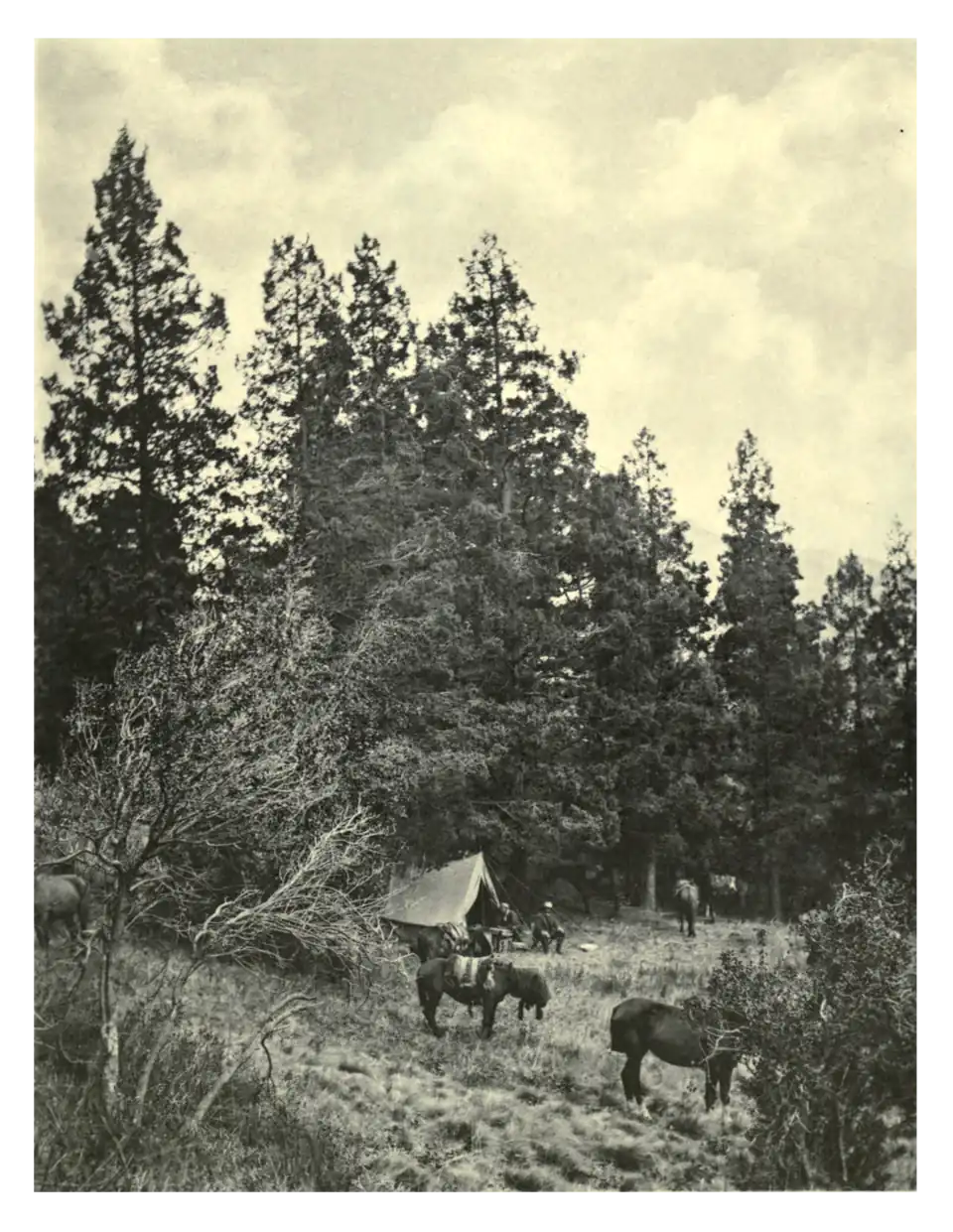 Plate 141: Libocedrus chilensis in Chile
