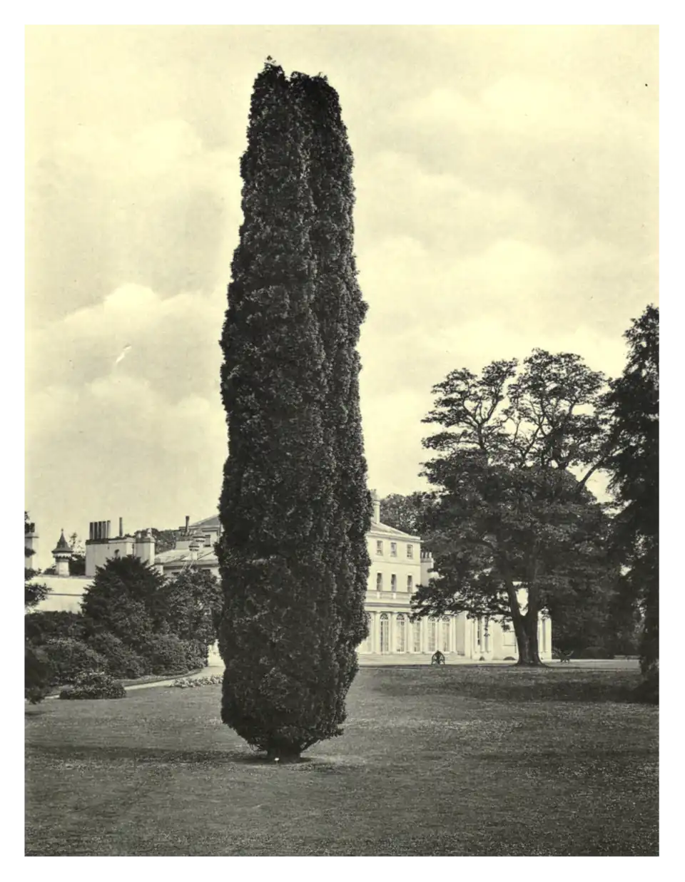 Plate 142: Libocedrus decurrens at Frogmore