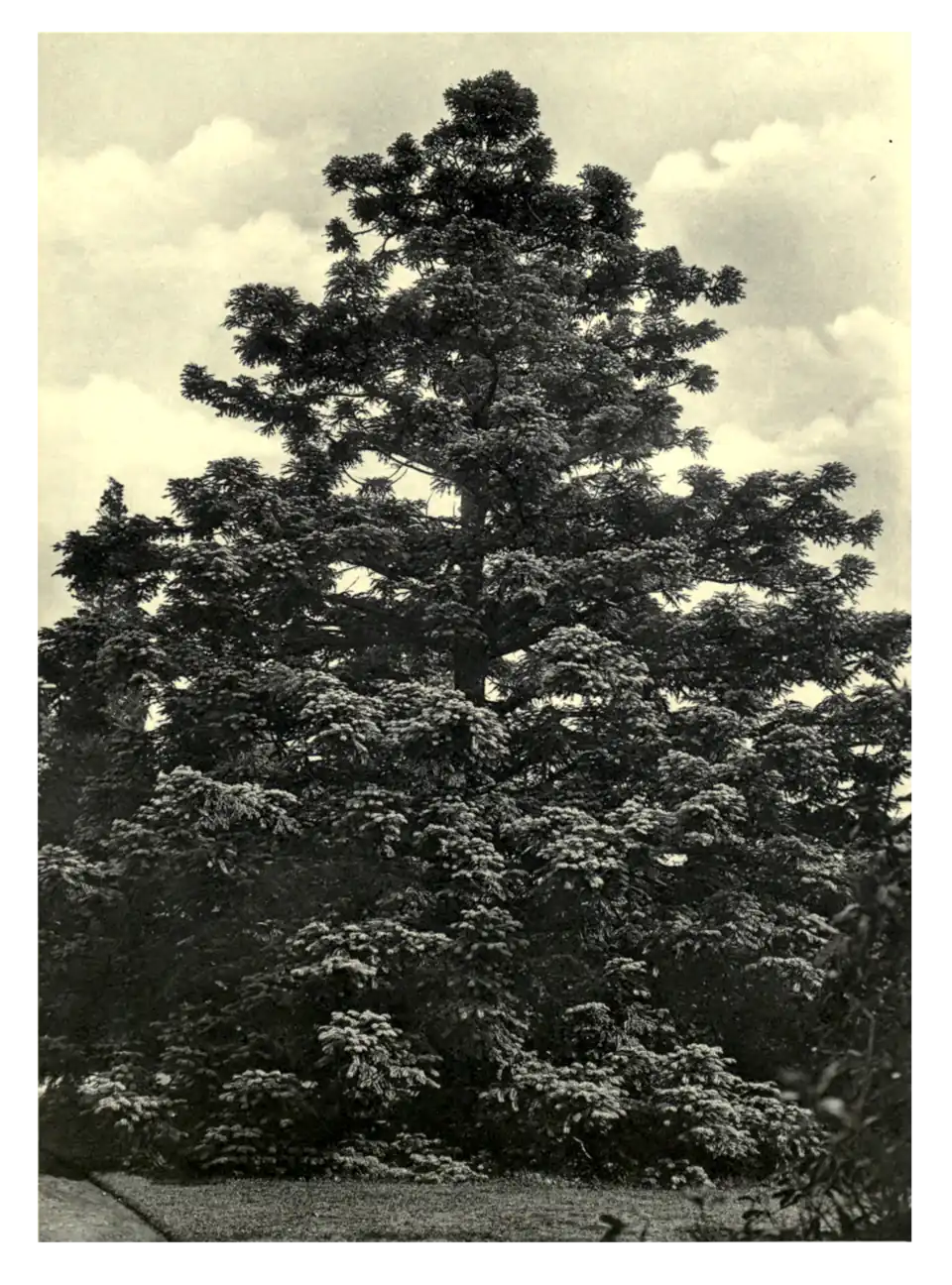 Plate 143: Cunninghamia sinensis at Bagshot Park