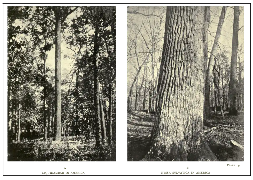 Plate 144: Liquidambar in America (A), Nyssa sylvatica in America (B)