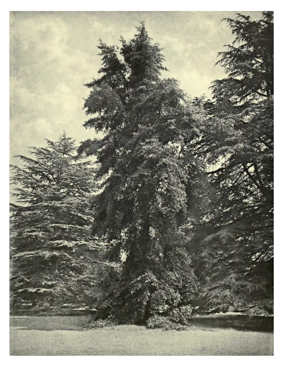 Plate 145: Nyssa at Strathfieldsaye