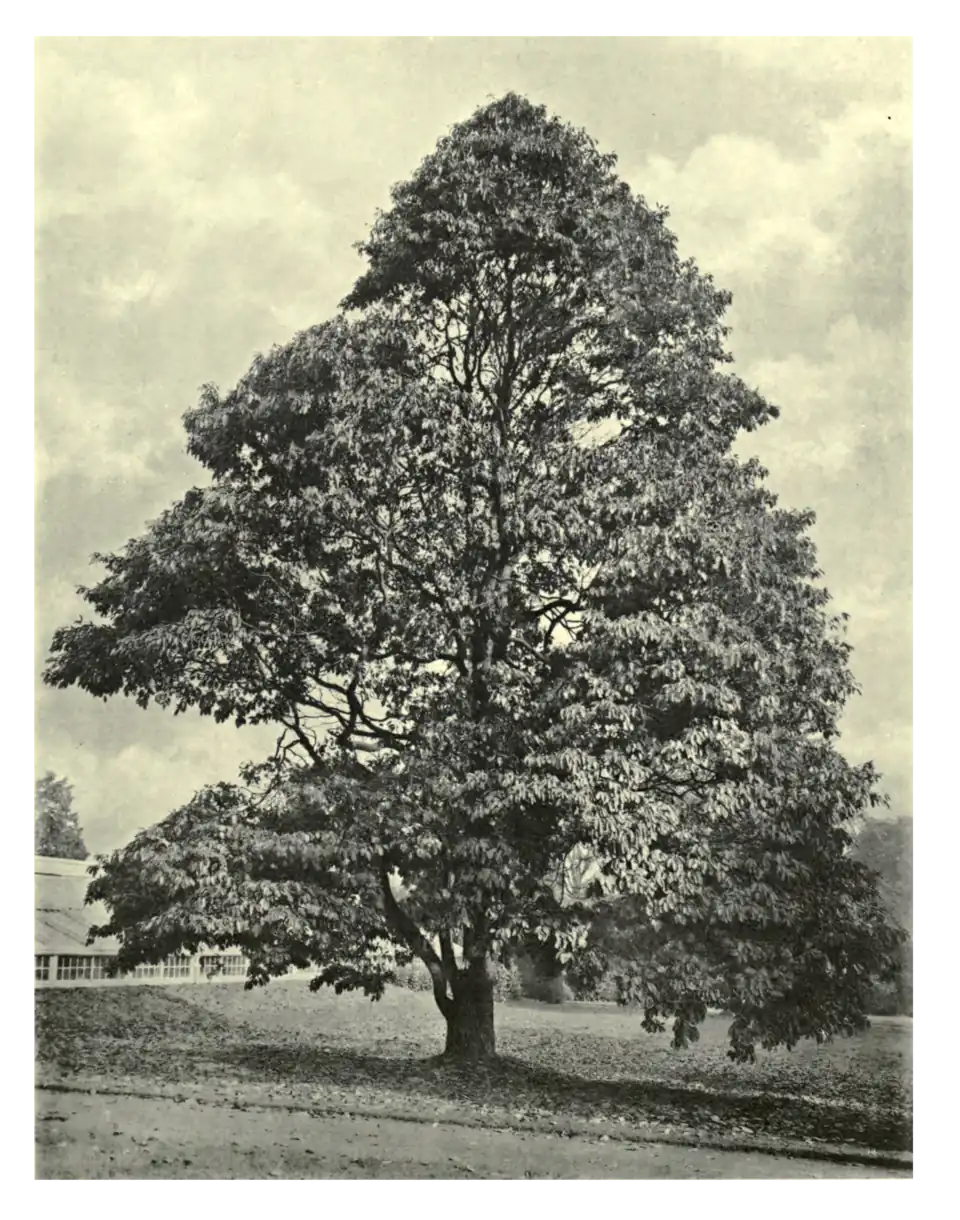 Plate 146: Sassafras at Claremont