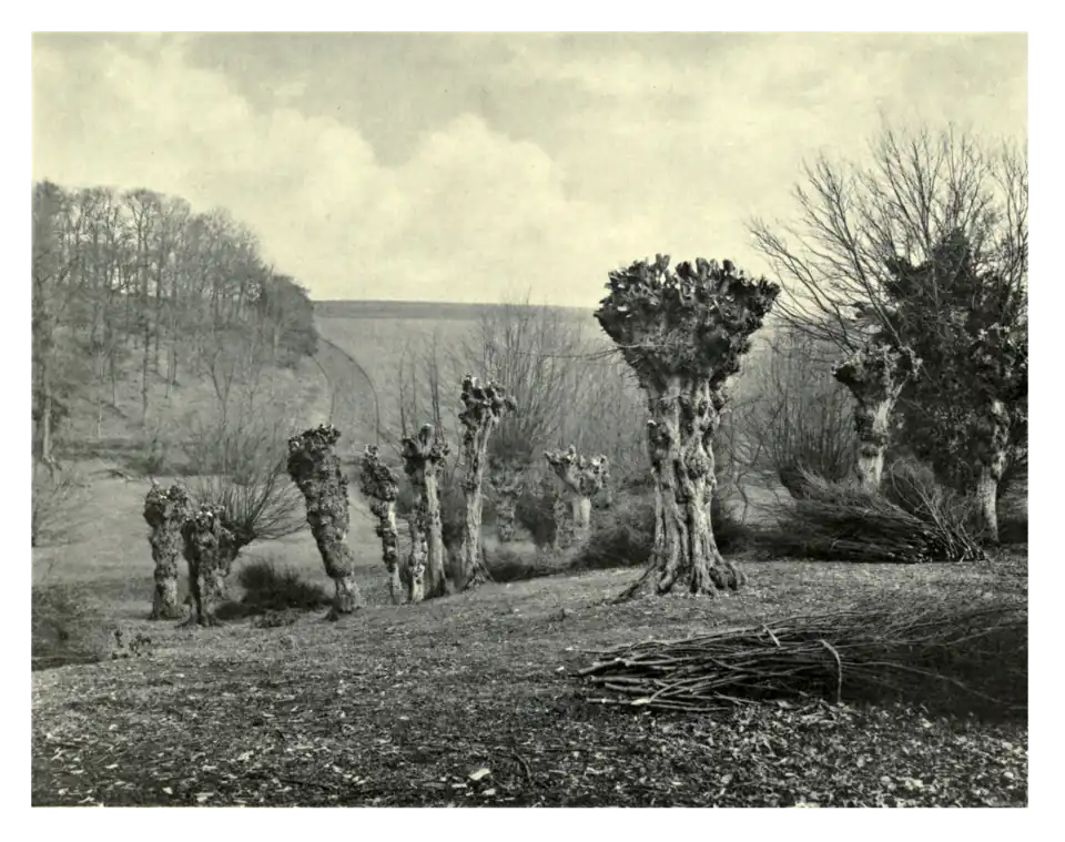 Plate 149: Pollard Hornbeams at Bayfordbury