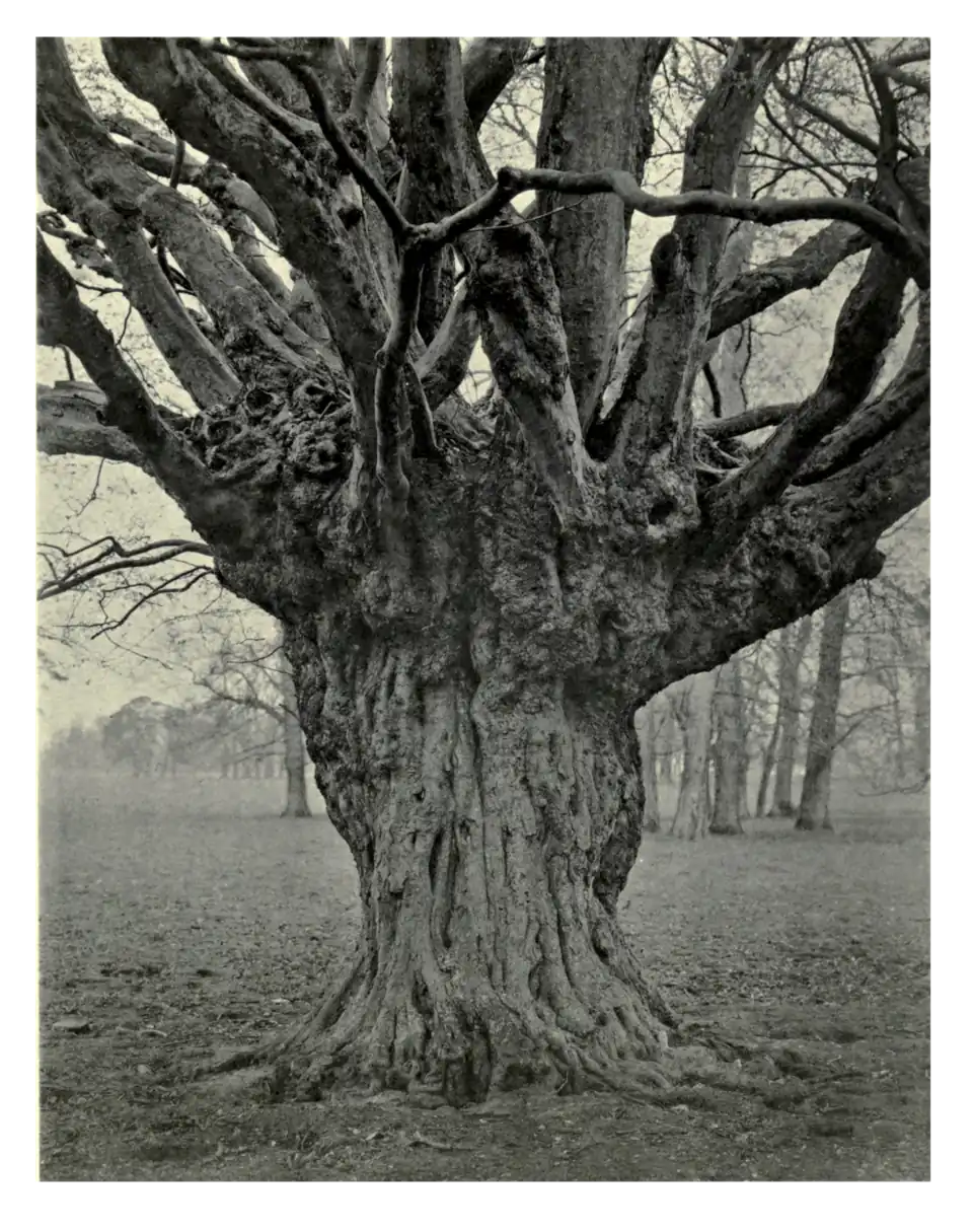 Plate 150: Hornbeam at Easton Lodge