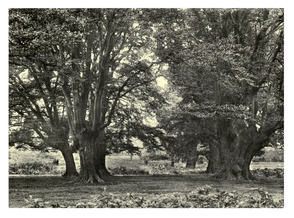 Plate 151: Hornbeams at Weald Park