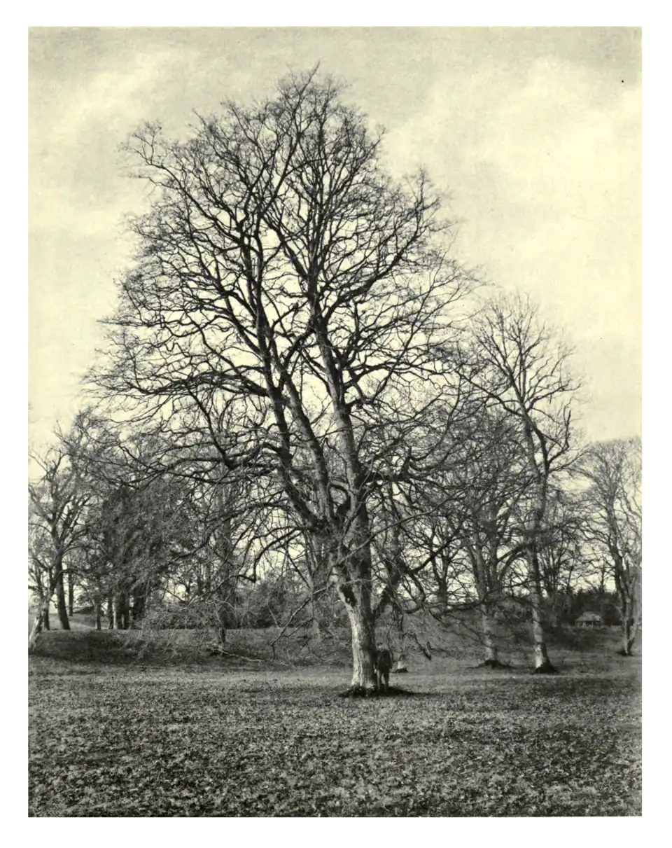 Plate 152: Hornbeam at Gordon Castle