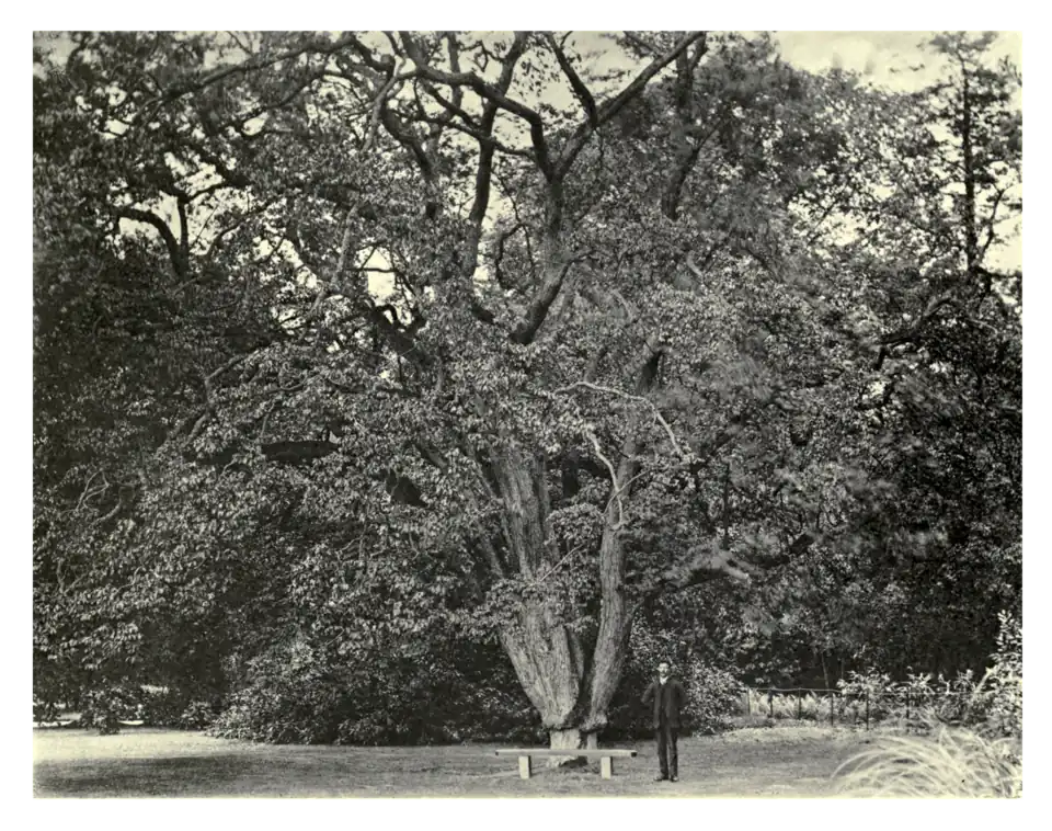 Plate 153: Hop-hornbeam at Langley Park, Norfolk