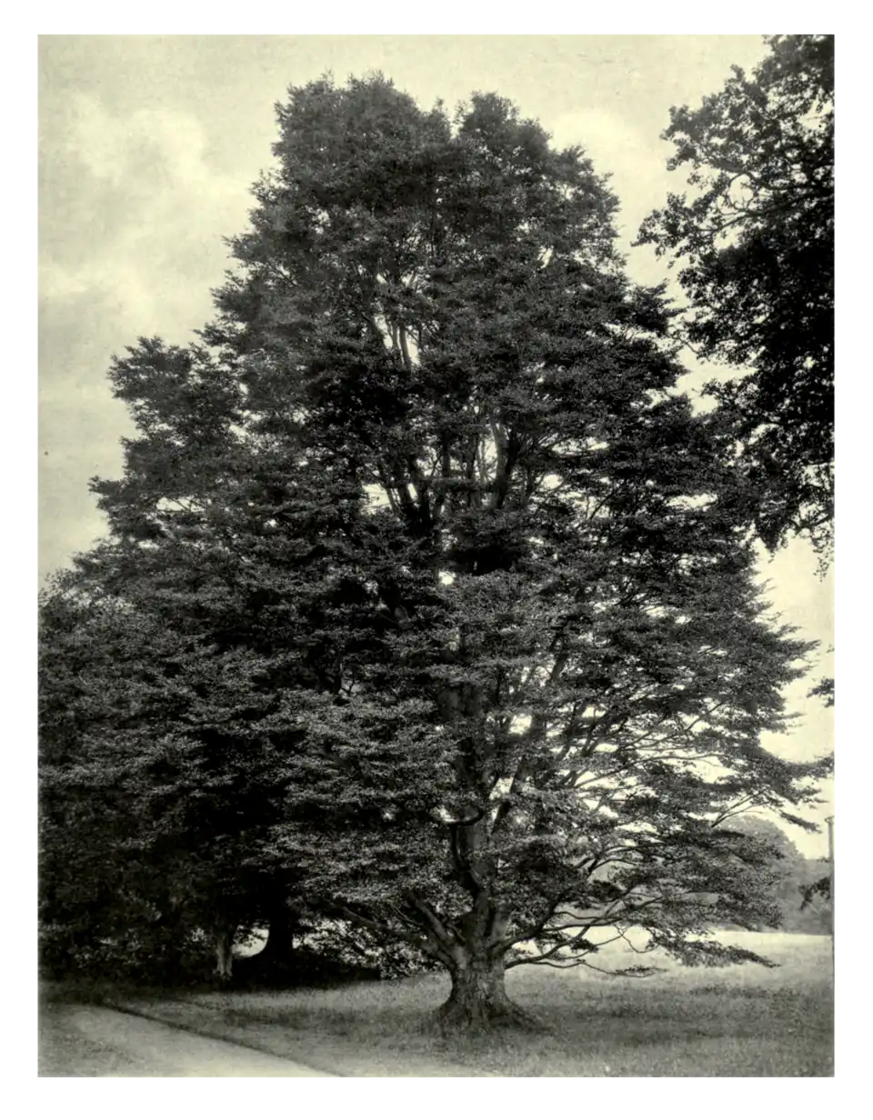 Plate 155: Evergreen Beech at Bicton