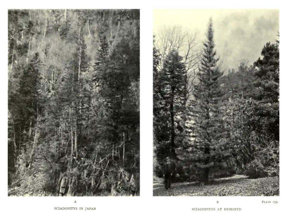Plate 159: Sciadopitys in Japan (A) and Sciadopitys at Hemsted (B)