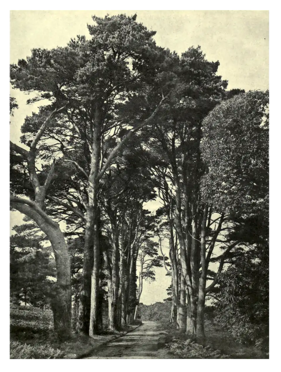 Plate 160: Scots Pine Avenue at Carclew