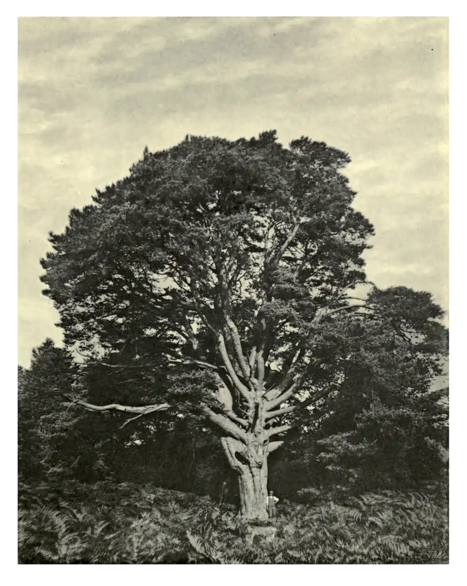 Plate 161: Scots Pine at Bramshill