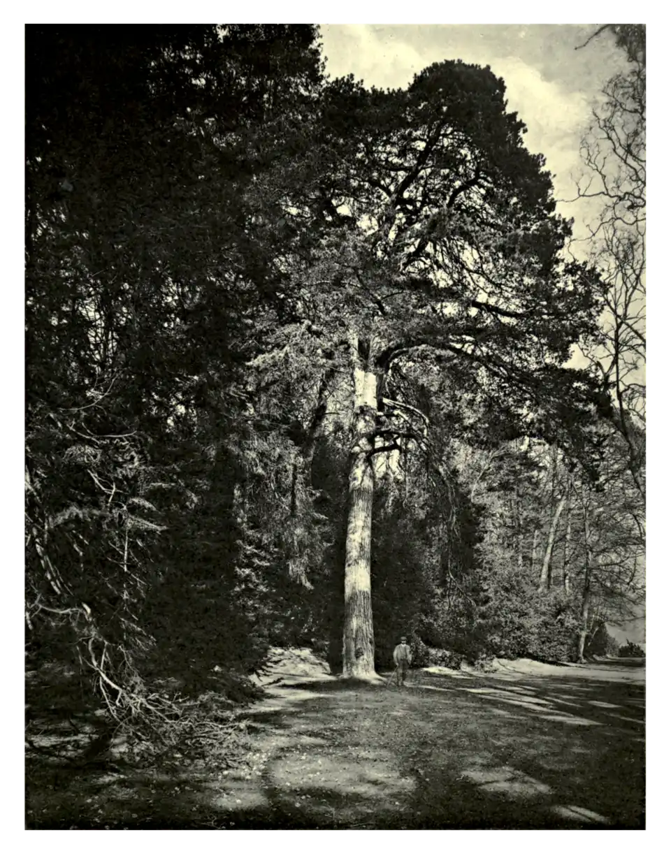 Plate 163: Scots Pine at Dunkeld