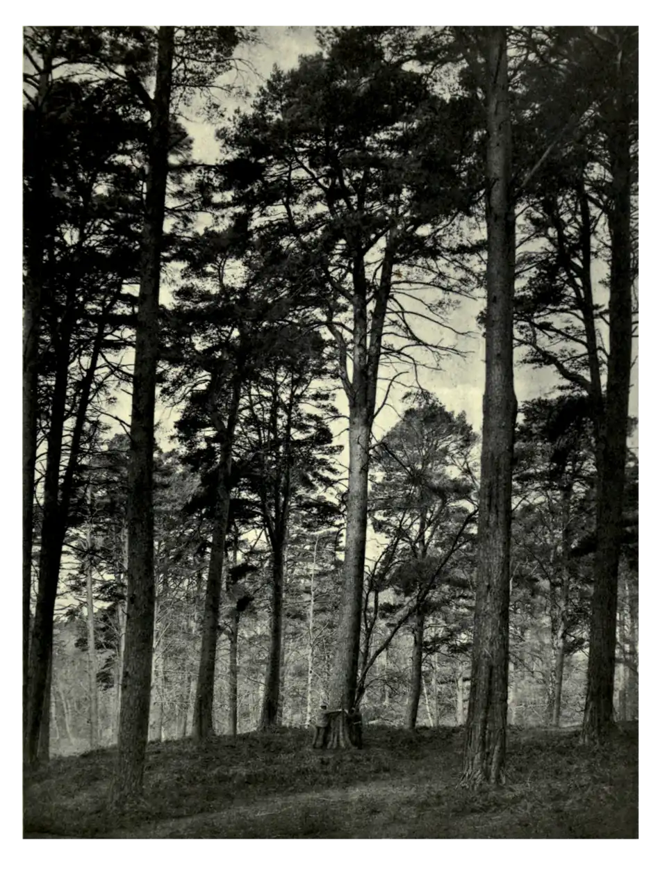 Plate 164: Scots Pine at Gordon Castle