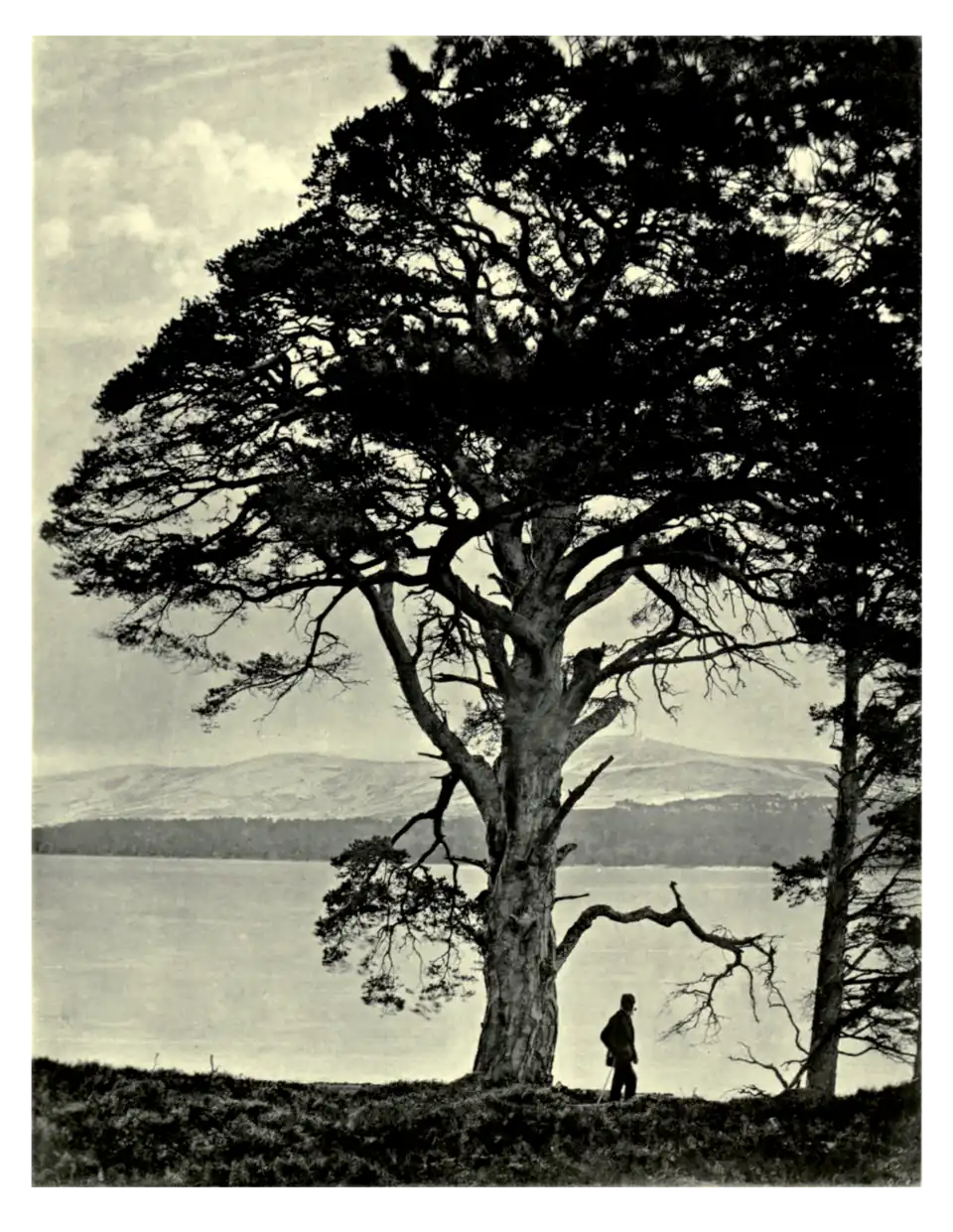 Plate 165: Scots Pine at Loch Morlich