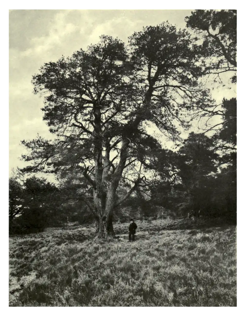 Plate 166: Scots Pine at Abernethy