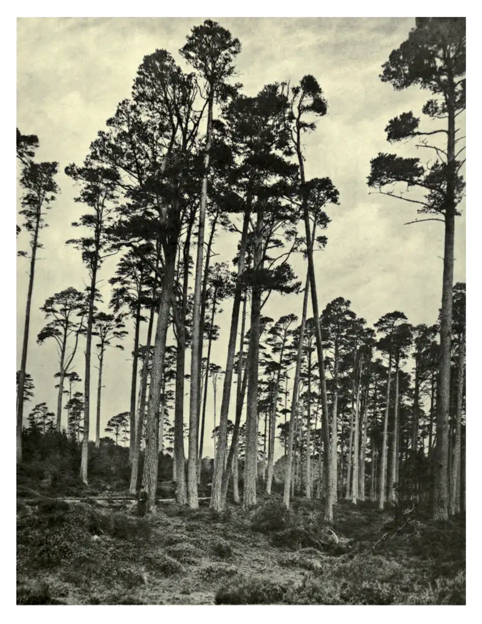 Plate 169: Scots Pine at Ballochbuie