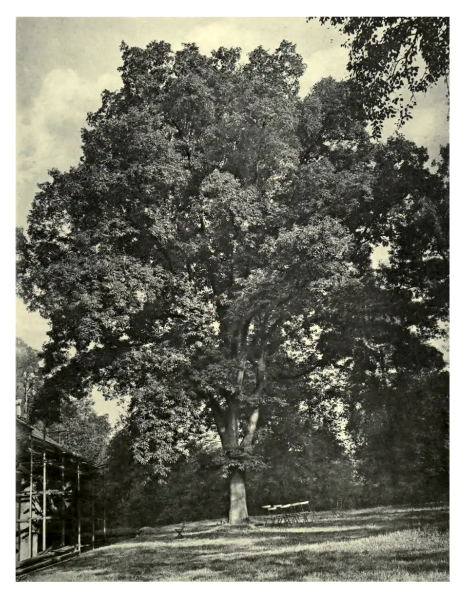 Plate 170: Hickory at Bute House
