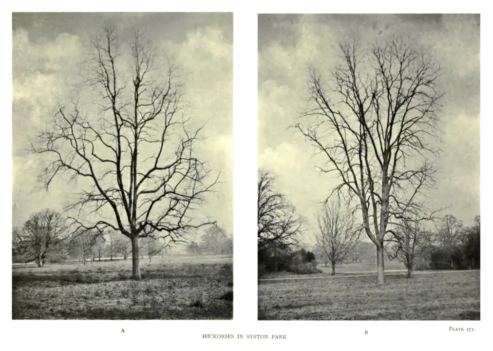 Plate 171: Hickories in Syston Park
