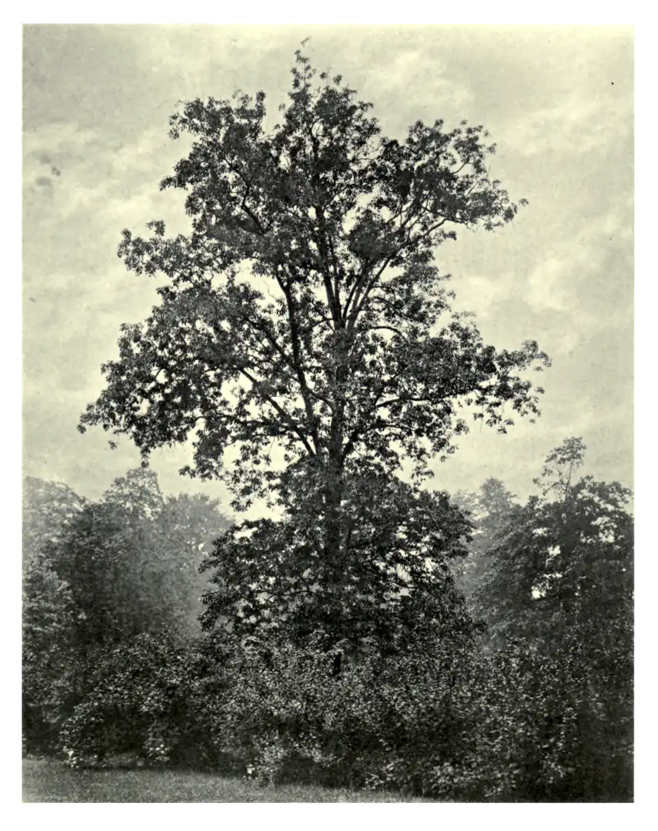 Plate 172: Hickory at Kew