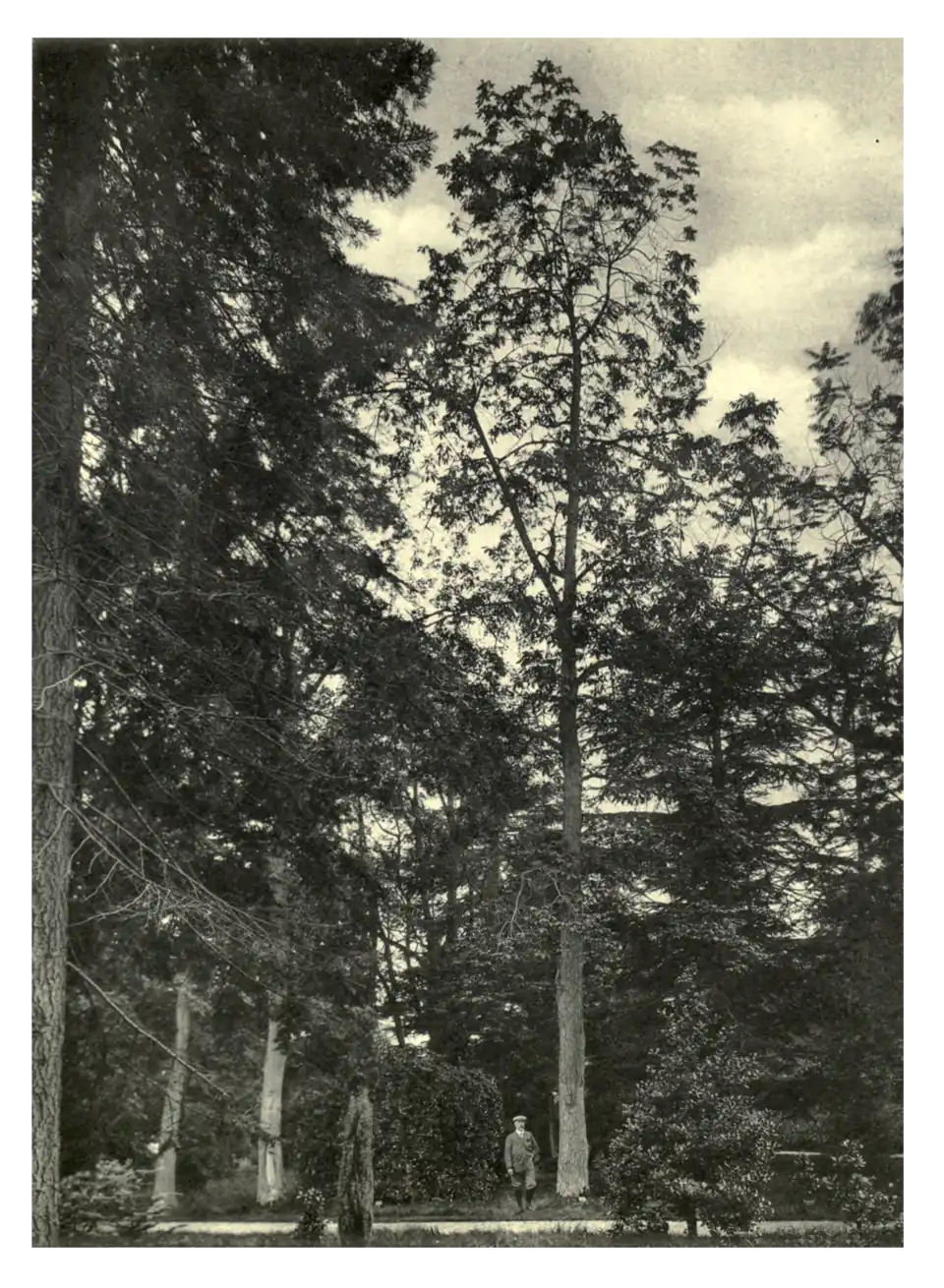 Plate 173: Carya alba at Brocklesby Park