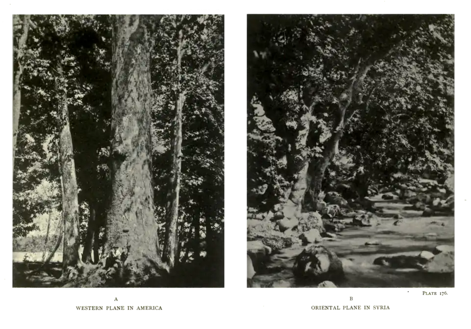 Plate 176: Western Plane in America (A), Oriental Plane in Syria (B)