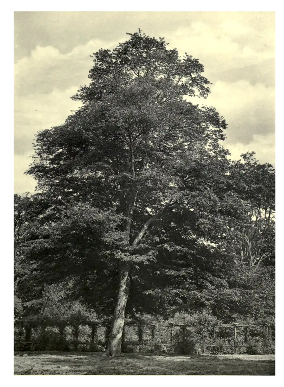 Plate 177: Red Maple at Bagshot Park