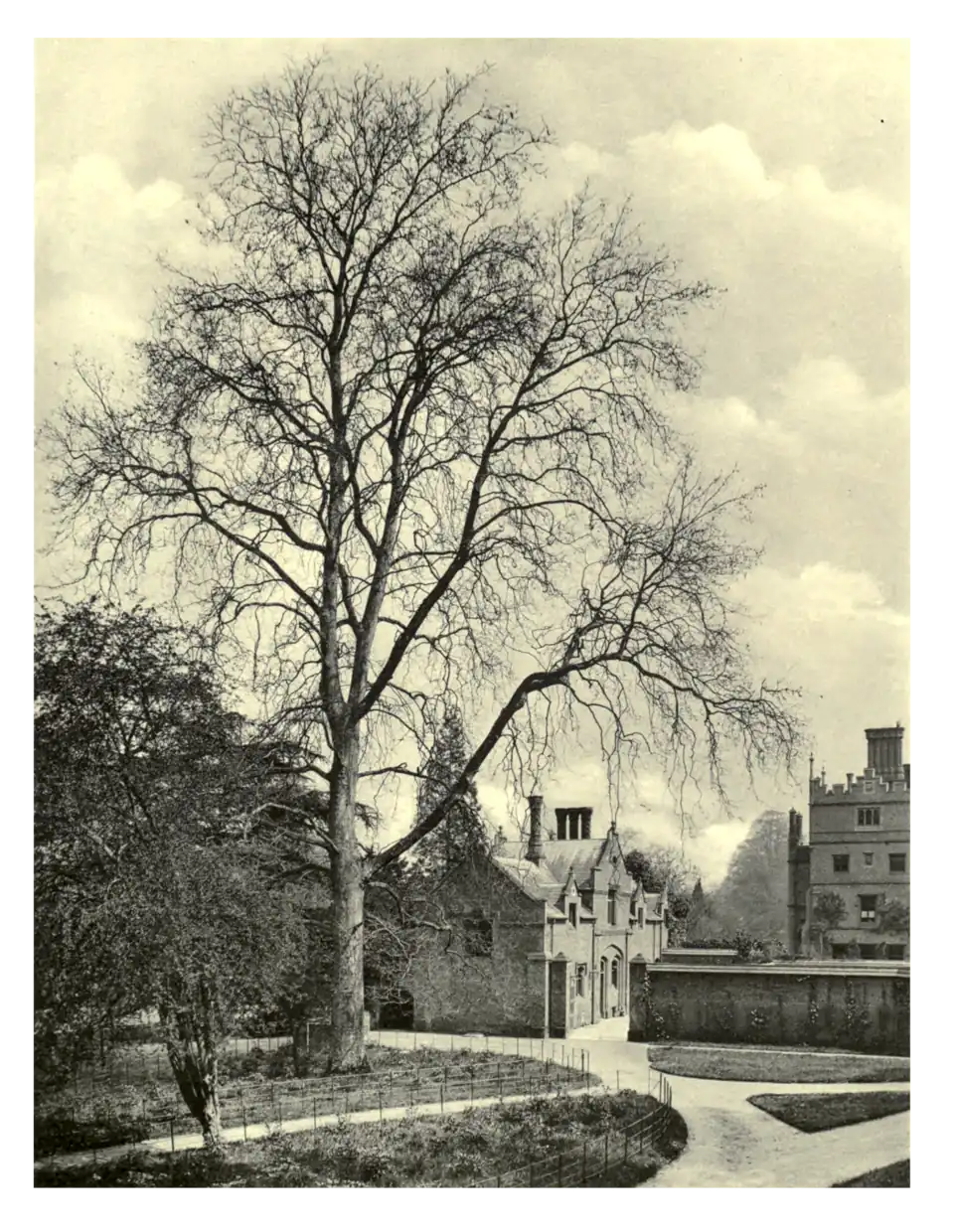 Plate 178: London Plane at Albury