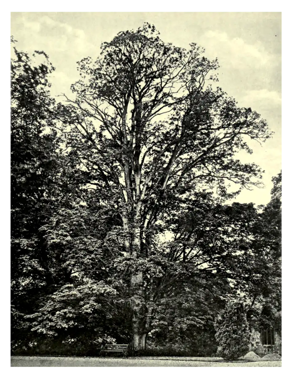 Plate 179: Sycamore at Colesborne