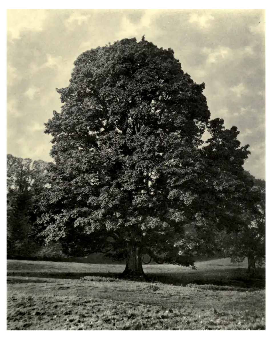 Plate 181: Sycamore at Drumlanrig