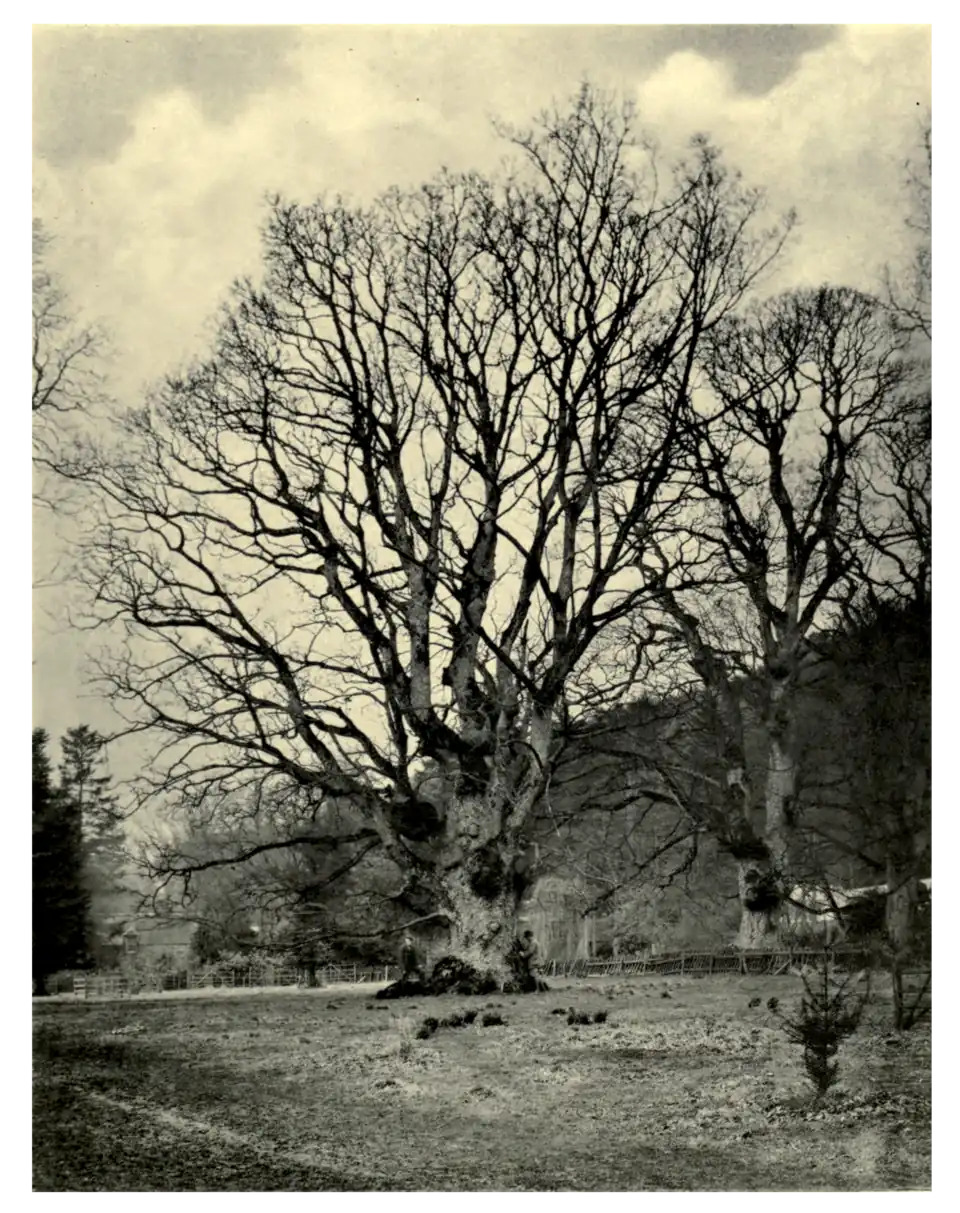 Plate 182: Sycamore at Castle Menzies